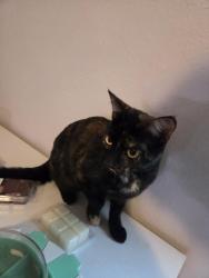 Found/Stray Female Cat last seen Cloverbrook dr, Harvest, AL 35749