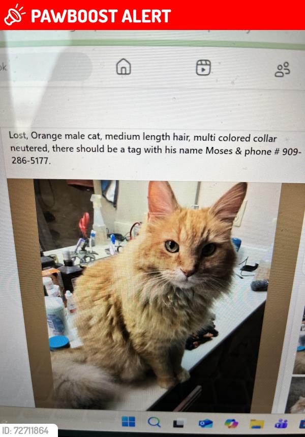 Lost Male Cat last seen Northshore Dr. Saratoga Springs, utah, Saratoga Springs, UT 84043