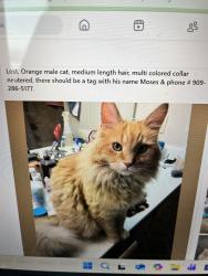 Lost Male Cat last seen Northshore Dr. Saratoga Springs, utah, Saratoga Springs, UT 84043