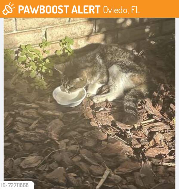 Found/Stray Unknown Cat last seen Kelly creek circle Oviedo , Oviedo, FL 32765