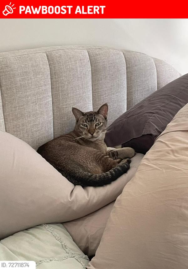 Lost Male Cat last seen The Promenade number 44, Springfield Lakes, QLD 4300