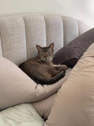 Lost Male Cat last seen The Promenade number 44, Springfield Lakes, QLD 4300