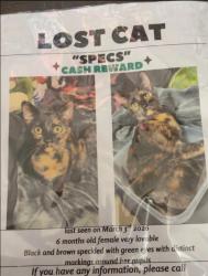 Lost Female Cat last seen Pardue rd, Springfield, LA 70462