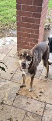 Found/Stray Female Dog last seen Mcclean , Pearland, TX 77584