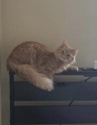 Lost Female Cat last seen Chicago and evergreen , Detroit, MI 48228