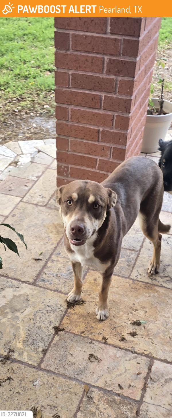 Found/Stray Female Dog last seen Mcclean , Pearland, TX 77584