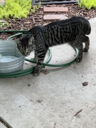 Found/Stray Male Cat last seen Oakdale Ca, Oakdale, CA 95361