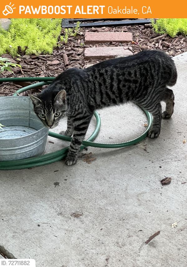 Found/Stray Male Cat last seen Oakdale Ca, Oakdale, CA 95361