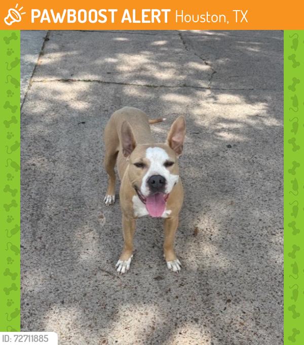 Found/Stray Female Dog last seen De milo, Houston, TX 77092