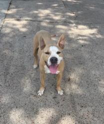 Found/Stray Female Dog last seen De milo, Houston, TX 77092