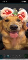 Lost Female Dog last seen Beeline and caloisa neighborhood, West Palm Beach, FL 33418