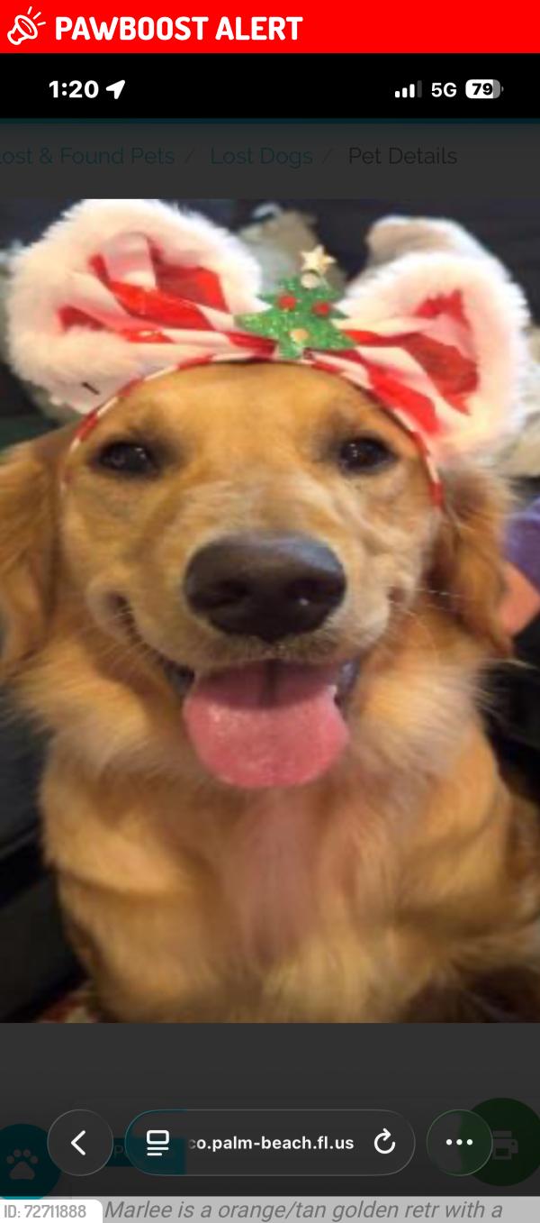 Lost Female Dog last seen Beeline and caloisa neighborhood, West Palm Beach, FL 33418