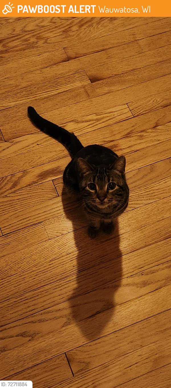 Found/Stray Unknown Cat last seen Walter’s on North Parking Lot, Wauwatosa, WI 53213