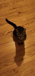 Found/Stray Unknown Cat last seen Walter’s on North Parking Lot, Wauwatosa, WI 53213