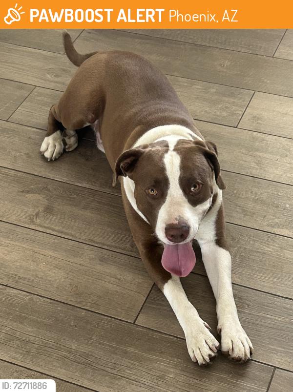 Found/Stray Male Dog last seen 47th Pl and Oak St, Phoenix, AZ 85008