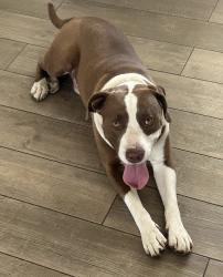 Found/Stray Male Dog last seen 47th Pl and Oak St, Phoenix, AZ 85008
