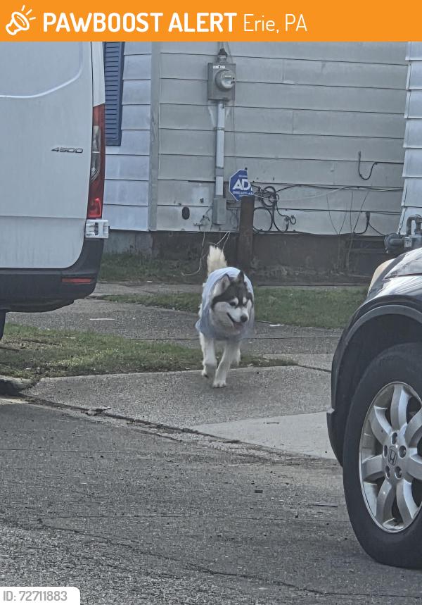 Found/Stray Unknown Dog last seen Wallace st., Erie, PA 16503