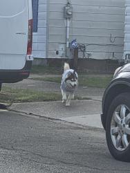 Found/Stray Unknown Dog last seen Wallace st., Erie, PA 16503
