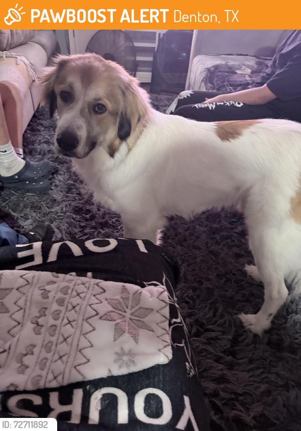 Found/Stray Male Dog last seen Willow wood, Denton, TX 76205