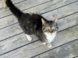 Found/Stray Female Cat last seen Lavender Rd, Athens, GA 30606