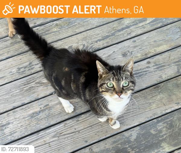 Found/Stray Female Cat last seen Lavender Rd, Athens, GA 30606