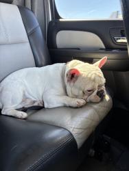 Lost Male Dog last seen Fillmore Street and 167th drive, Goodyear, AZ 85338