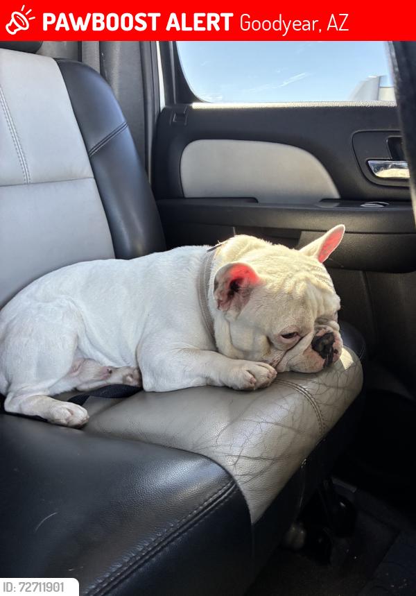Lost Male Dog last seen Fillmore Street and 167th drive, Goodyear, AZ 85338