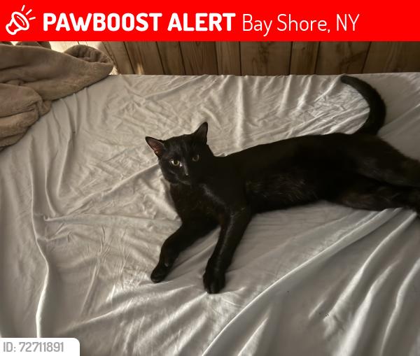 Lost Male Cat last seen Callahan st, Bay Shore, NY 11706