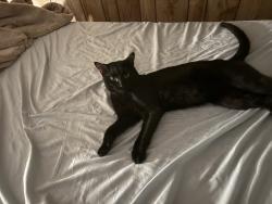 Lost Male Cat last seen Callahan st, Bay Shore, NY 11706