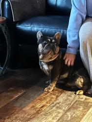 Found/Stray Male Dog last seen 115th and Colorado, Thornton, CO 80233