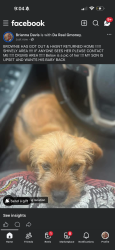 Lost Female Dog last seen Garrs lane , Shively, KY 40216