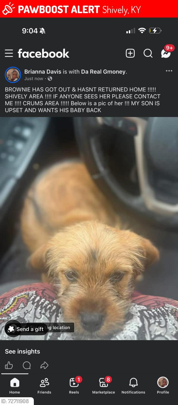 Lost Female Dog last seen Garrs lane , Shively, KY 40216