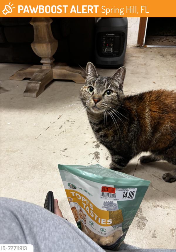 Found/Stray Female Cat last seen Finland, Spring Hill, FL 34609