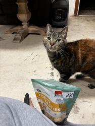 Found/Stray Female Cat last seen Finland, Spring Hill, FL 34609