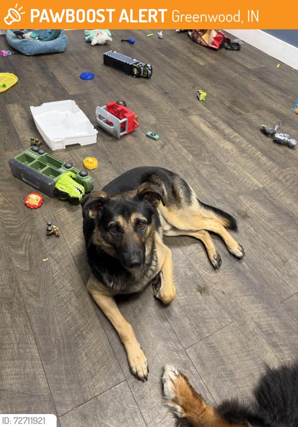 Found/Stray Male Dog last seen Near fairveiw, Greenwood, IN 46142