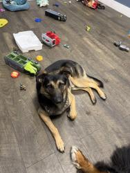 Found/Stray Male Dog last seen Near fairveiw, Greenwood, IN 46142