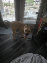 Found/Stray Male Dog last seen Off of 620 and Anderson mill , Austin, TX 78726
