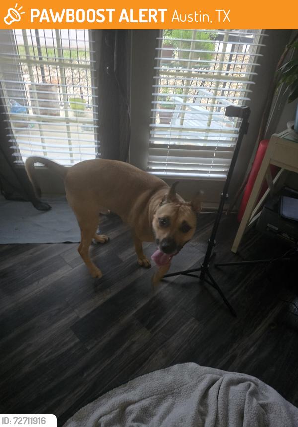 Found/Stray Male Dog last seen Off of 620 and Anderson mill , Austin, TX 78726