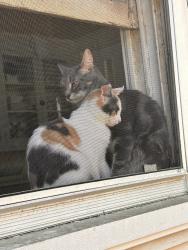 Lost Female Cat last seen Auburn Ave, Macon, GA 31204