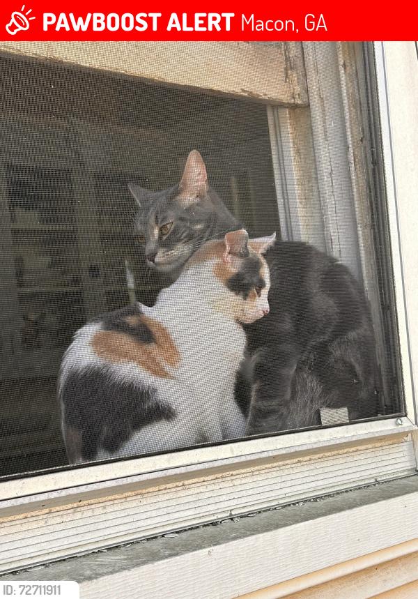 Lost Female Cat last seen Auburn Ave, Macon, GA 31204