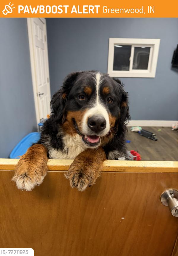 Found/Stray Unknown Dog last seen Near in Fairview Road, Greenwood, IN 46142
