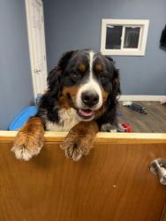 Found/Stray Unknown Dog last seen Near in Fairview Road, Greenwood, IN 46142