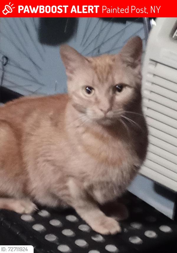 Lost Female Cat last seen Kfc , Painted Post, NY 14870