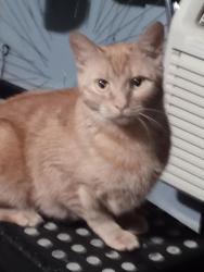Lost Female Cat last seen Kfc , Painted Post, NY 14870