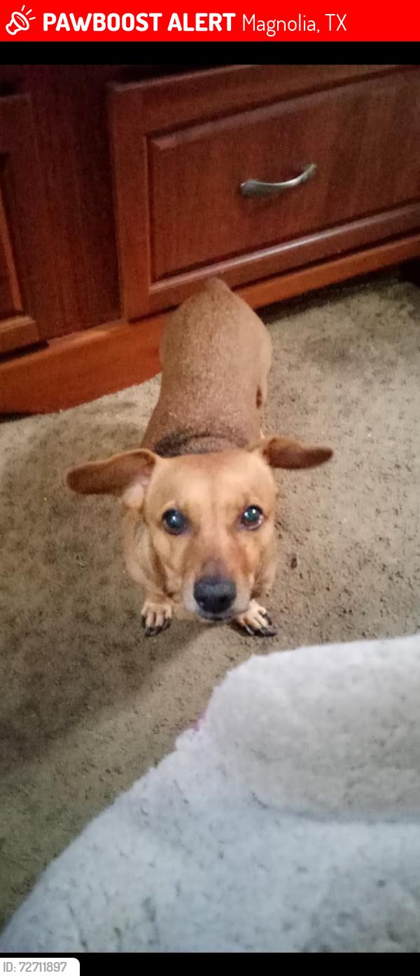 Lost Female Dog last seen Dobbin Huffsmith Rd, Magnolia, TX 77353