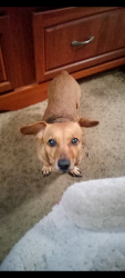 Lost Female Dog last seen Dobbin Huffsmith Rd, Magnolia, TX 77353