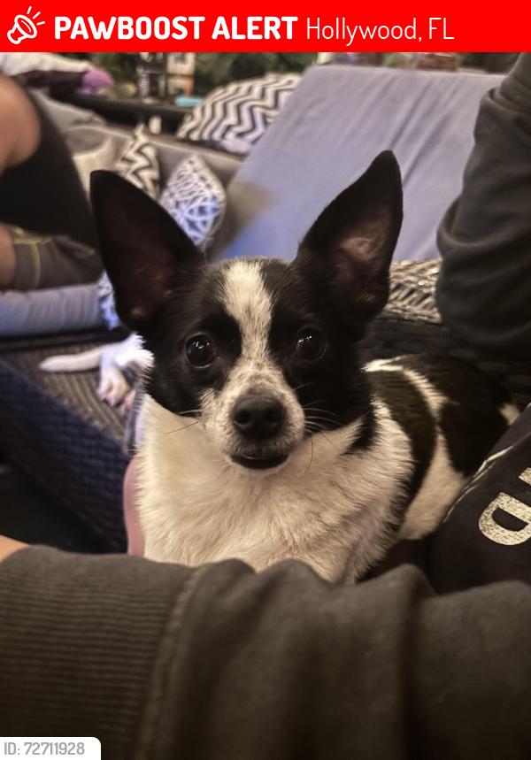 Lost Male Dog last seen Tiger sugar , Hollywood, FL 33024
