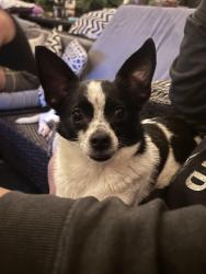 Lost Male Dog last seen Tiger sugar , Hollywood, FL 33024