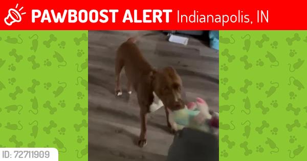 Lost Male Dog last seen 40th and Forest Manor, Indianapolis, IN 46226