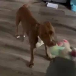 Lost Male Dog last seen 40th and Forest Manor, Indianapolis, IN 46226